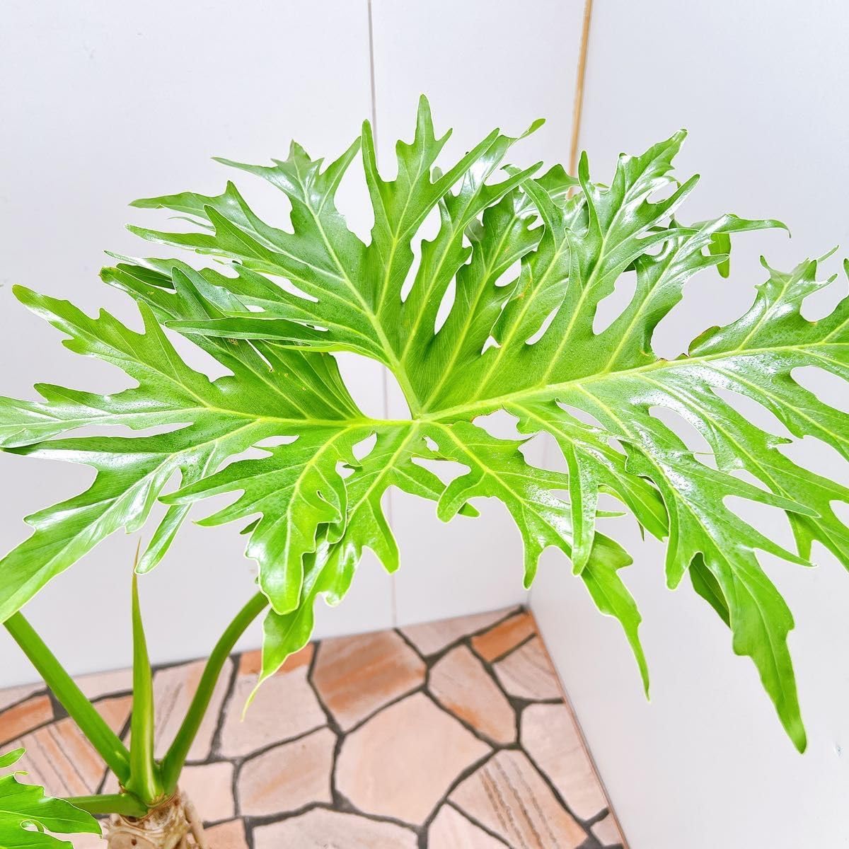 7 セローム　6号　幹上がり　個性的　八丈島産　フィロデンドロン フィロデンドロン：セローム（幹上がり） 7号鉢植え の通販